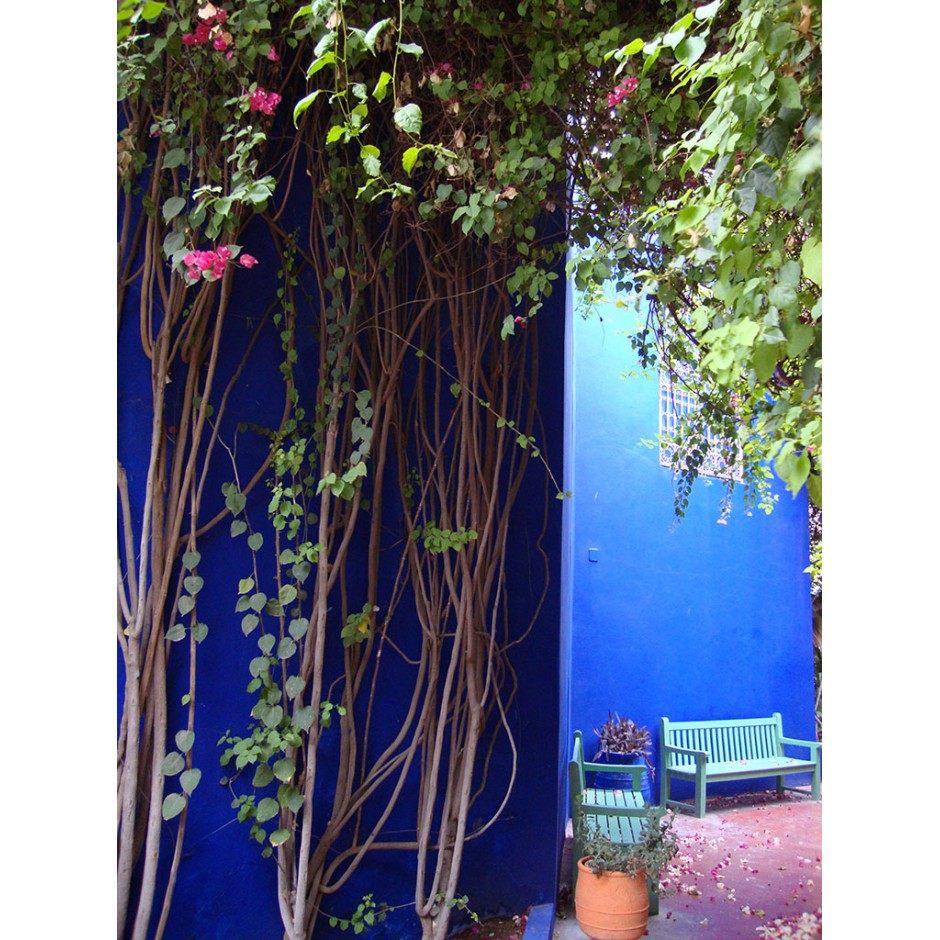 Majorelle